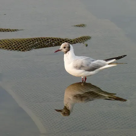 Apartament Les Flots Bleus